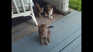 Dixie Ruby Hope Dreym with her remaining babies, Tiger Beau Diddley Dreym and Callie Ellen Coe Dreym.