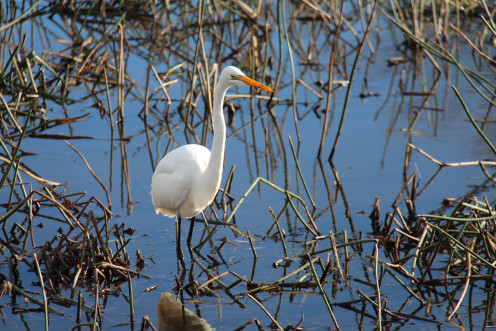 A stunning white water bird