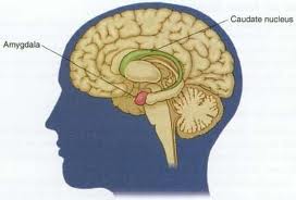 That little peanut located in the Limbic System, or the Mammalian Brain is the Amygdala. 