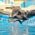 Sea World, Dophin Show Sea World, Dophin Show
