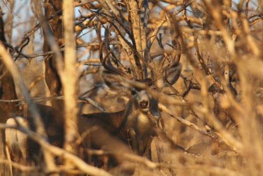 I was disappointed that I couldn’t get a clear picture of  this buck, but by emphasizing the best the opportunity had to offer, got this intriguing shot. 