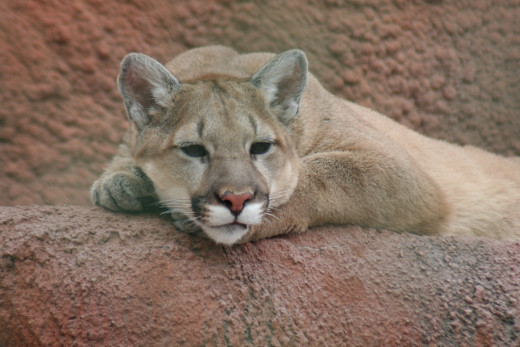 I shot this cougar at the Hogle Zoo in Salt Lake CIty. There was a woman in a wheel chair that made this big cat very nervous. Maybe he was afraid she'd roll over his tail. You never know when a wonderful oportunity will present itself.