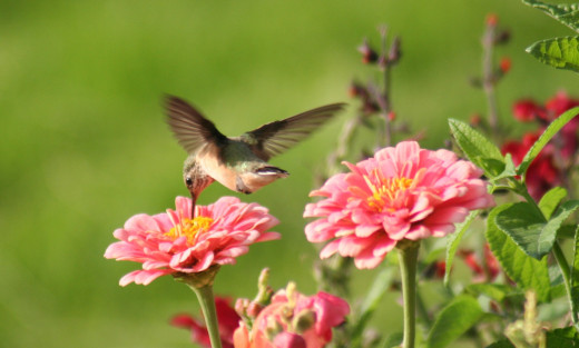 I followed this humming bird around for most of an hour, taking LOTS of pictures before I caught it in the frame, in focus and up close. Still, I didn't have any idea I'd captured this award winning shot until I got home and downloaded it to the comp