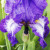 Persian Iris