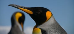 Every Bird a King, the King Penguins