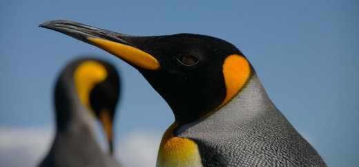 King Penguin (Aptenodytes patagonicus patagonicus), Falkland Islands.