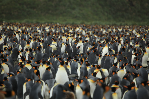 King Penguins at Salisbury Plain
