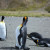 King Penguins grooming, At St. Andrews Bay, South Georgia.