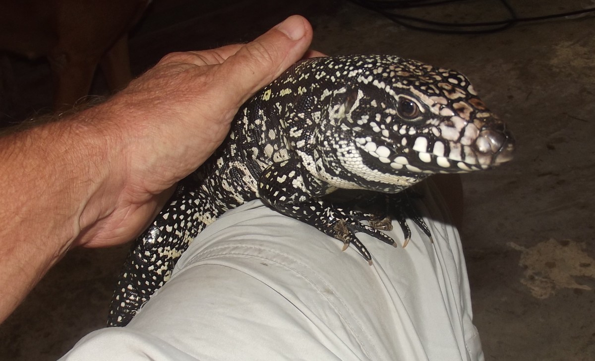 Why the Tegu Is the Best Pet Lizard | PetHelpful