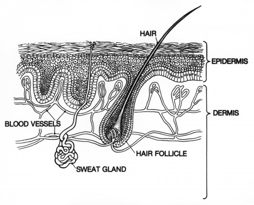 A cross section of skin.