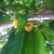 Tree with fruit. Still not sure what kind? Tree with fruit. Still not sure what kind?