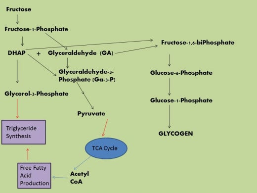 TCA= Tricarboxylic Acid Cycle also known as Krebs Cycle or the Citric Acid Cycle. 