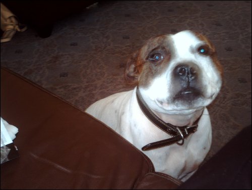 If you squint your eyes, my dog looks a bit like a panda.