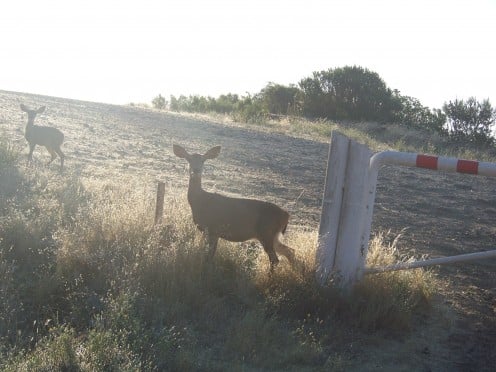 Morning visitors to the campground.