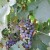 Nicholas Solga photographs grapes changing color from green to purple, a critical time known as veraison. Nicholas Solga photographs grapes changing color from green to purple, a critical time known as veraison.