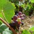 Once the grapes turn purple, the plant will grow less foliage and less vines. The fruit will become riper and more concentrated. CC-attribution: Photo by kvins.com Once the grapes turn purple, the plant will grow less foliage and less vines. The fruit will become riper and more concentrated. CC-attribution: Photo by kvins.com