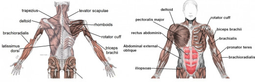 Train Upper Body Muscles