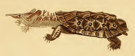 Chelus Fimbriata Mata Mata turtle Sketch