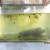 My original tank began to grow it's own algae which the pollywogs loved. They dig right into it in the bottom. My original tank began to grow it's own algae which the pollywogs loved. They dig right into it in the bottom.