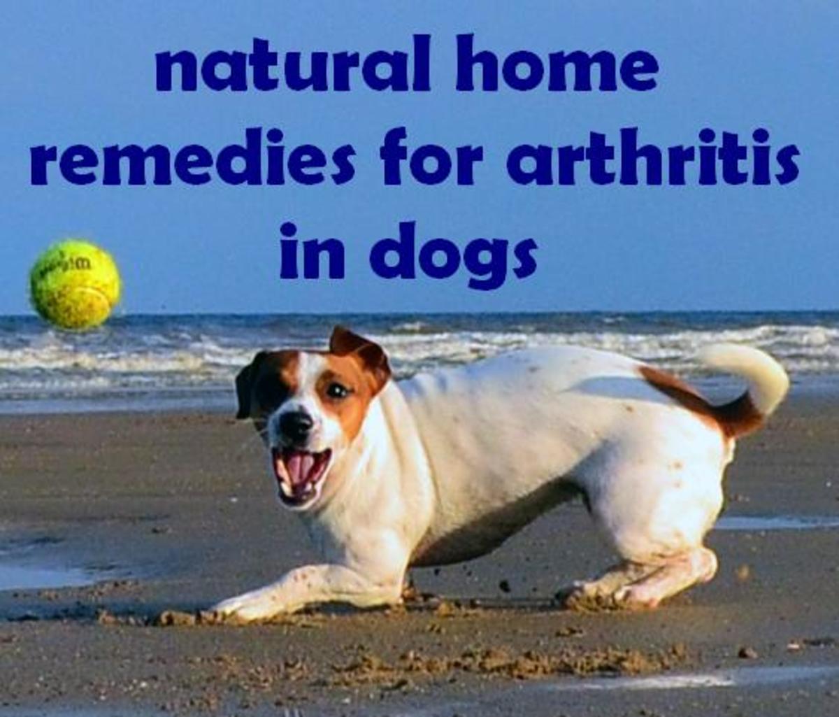 Arthritis Diet For Dogs