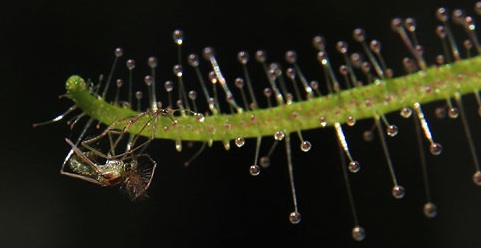 The sundew uses a sticky substance to catch and hold its prey.