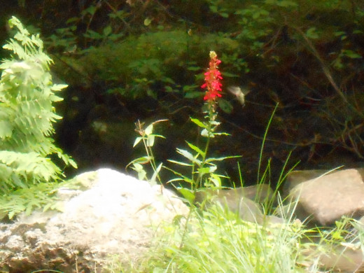 One of my walks at Devil's Hopyard State Park in E. Haddam, CT. I was excited to snap this picture of a hummingbird to the right of this flower in the middle of a stream at the park. I never would have seen this if it wasn't for my new pedometer!