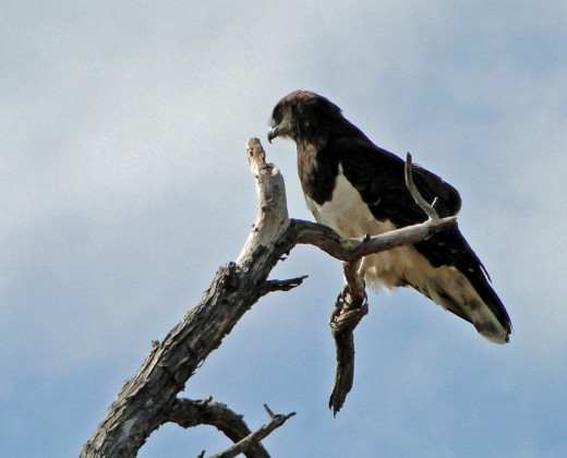 Brown-chested Snake Eagle