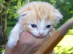 We could tell he was extremely young because his ears weren't open yet.