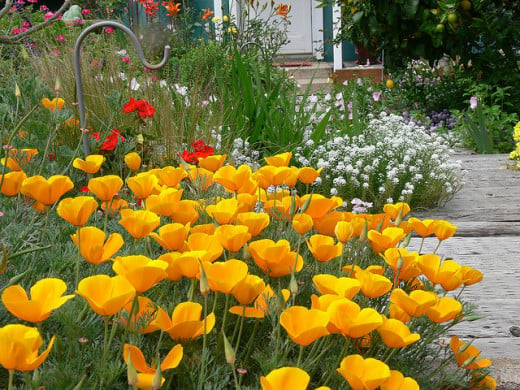 Standout Front Yard Curb Appeal