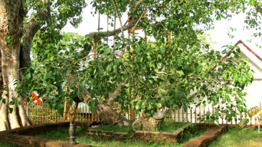 Jaya Sri Maha Bodhiya