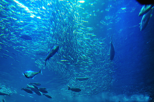 Fishes in the Enoshima Aquarium