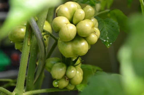 A Russian variety of green tomato.