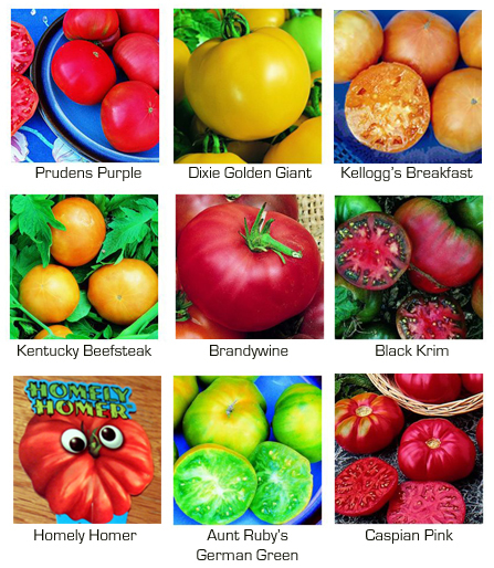 Here we have delicious Heirloom Tomatoes in the tomato photos here. Here we have delicious Heirloom Tomatoes in the tomato photos here.