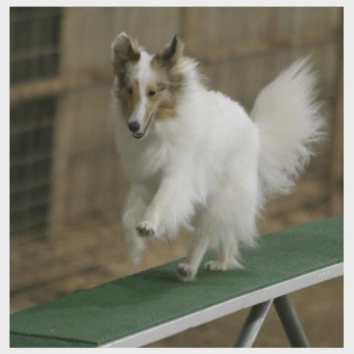 Here, the author's Sheltie is running over the dogwalk at his first agility trial.  Notice the high tail carriage.  This shows he is lacking some confidence on the dogwalk.