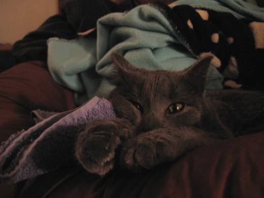 Rescued cat