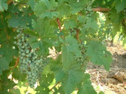 Green Harvesting Grapes