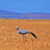 Nature © Inge Olivier (South Africa’s national bird: The Blue Crane)