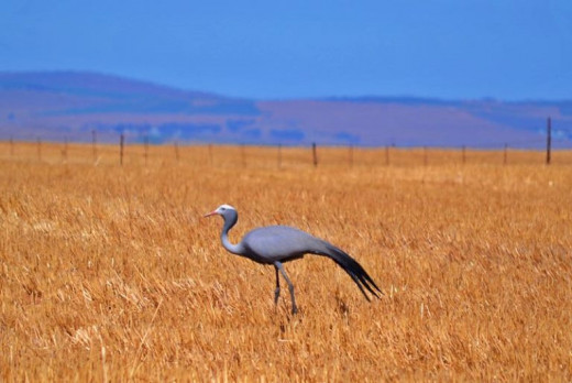 Nature © Inge Olivier (South Africa’s national bird: The Blue Crane)