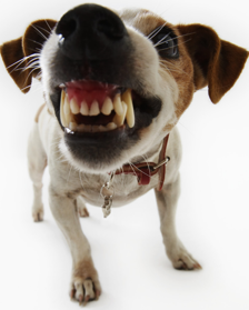 Beware:  Stray Dog