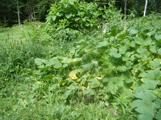This year's (2013)   Winter squashes and "volunteer" tomato plants