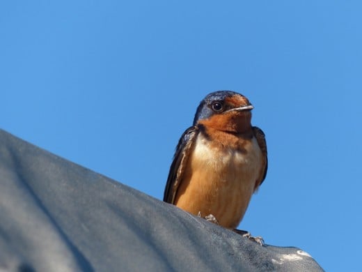 Photo of barn swallow by Lisa Howard