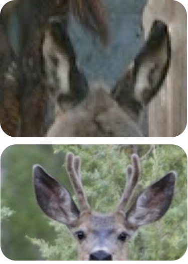 The ears of the young mule deer on the right look a lot like those of the young burro on the left. The scientific name for mule deer is Odocoileus hemionus. The species name hemionus means half mule.