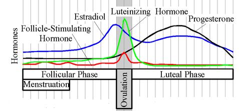 The levels of progesterone during a 28-day cycle.