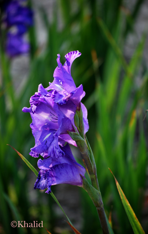 Mauve surprise