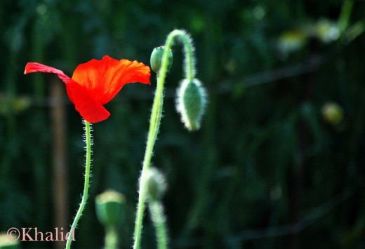 Love Blooms Here