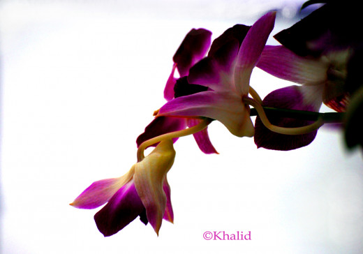 "Spring is sooner recognized by plants than by men." ~ Chinese Proverb