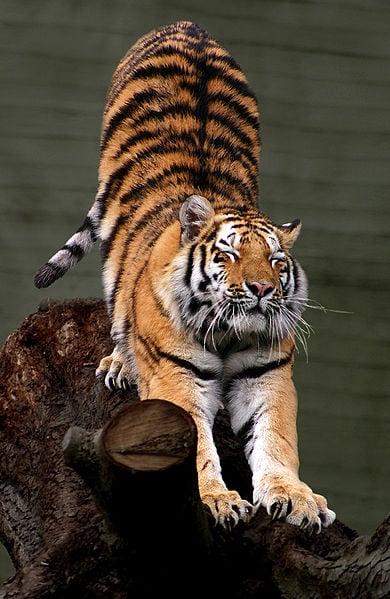The Siberian Tiger is on the list of the top ten most endangered animals