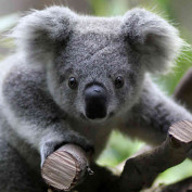 Jaded Koala profile image