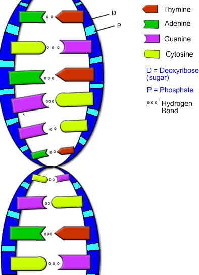 The information in DNA, is real. It is self-evident, because it is a repeating pattern.