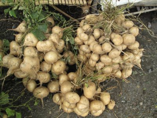 List Of Root Crops In The Philippines